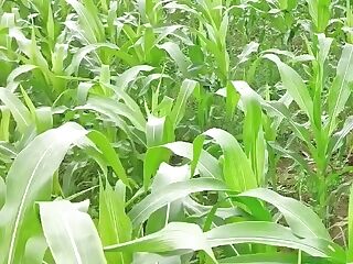 Bhabhi Ko Devar Ka Kala Mota Lund Aaya Pasand Makai Ke Khet Me Bhabhi Ki Chudai Outdoor Hindi Audio